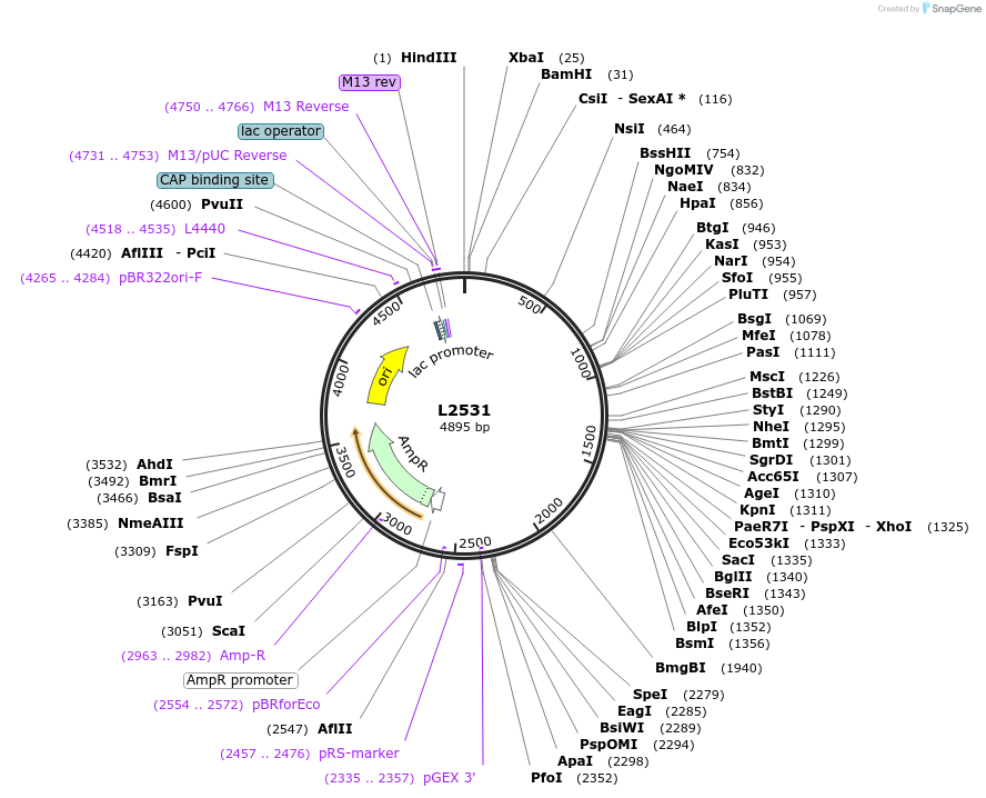 1607-plasmid-map-sequence-id-217
