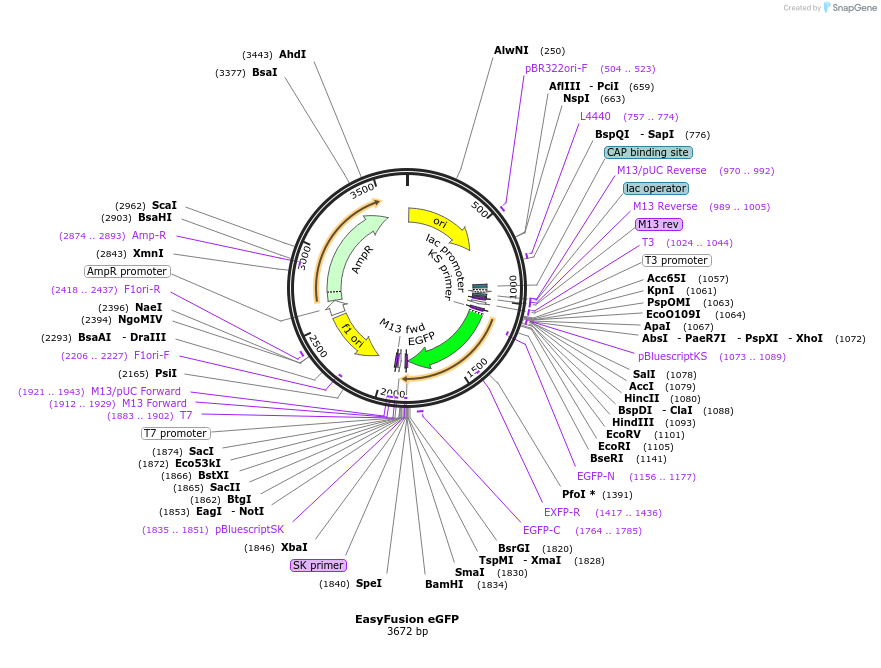 112848-plasmid-map-sequence-id-217026
