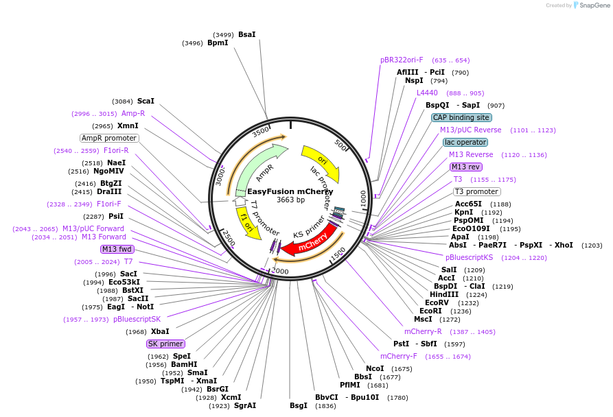 112849-plasmid-map-sequence-id-217028