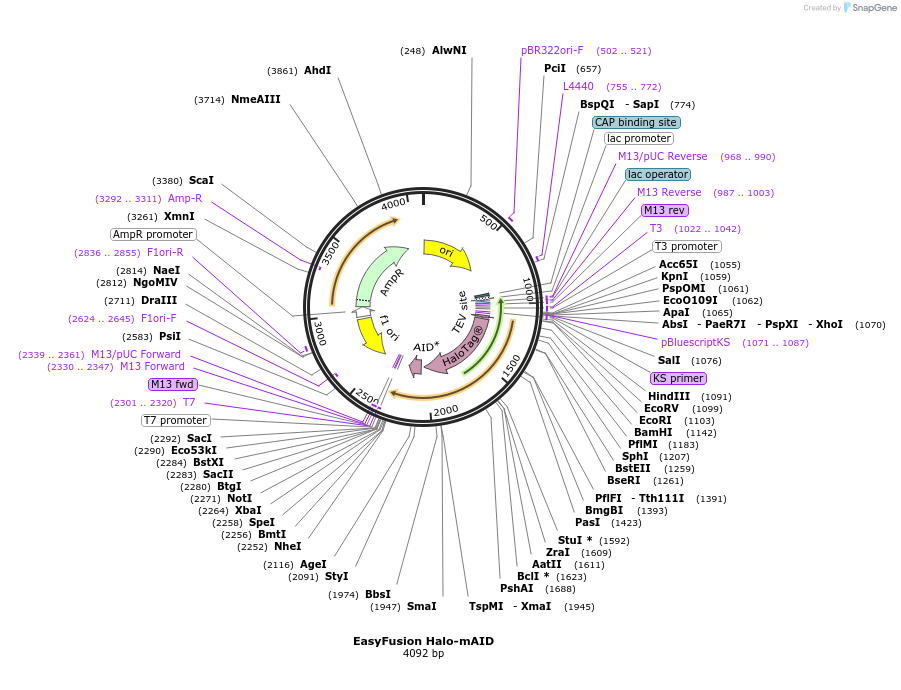 112852-plasmid-map-sequence-id-217036
