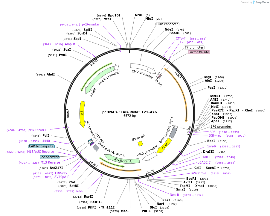 112707-plasmid-map-sequence-id-217039
