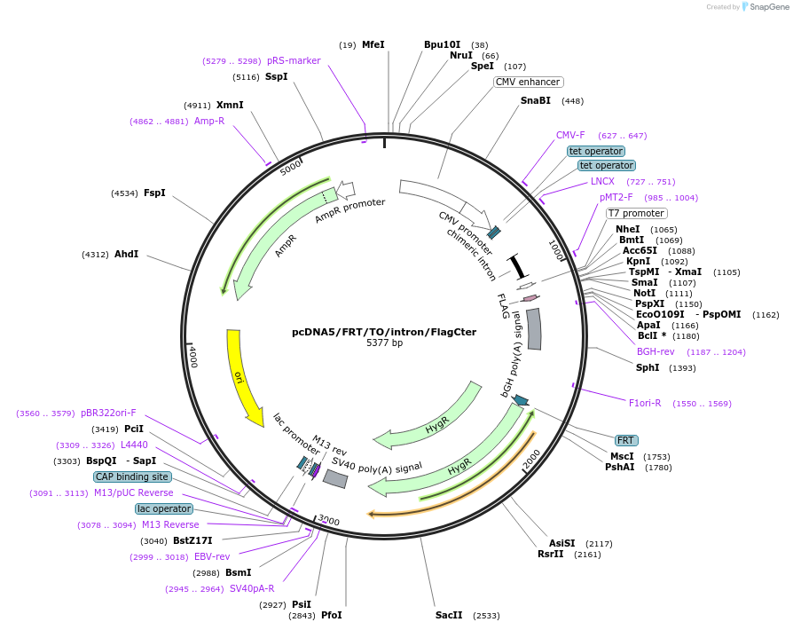 113548-plasmid-map-sequence-id-217063