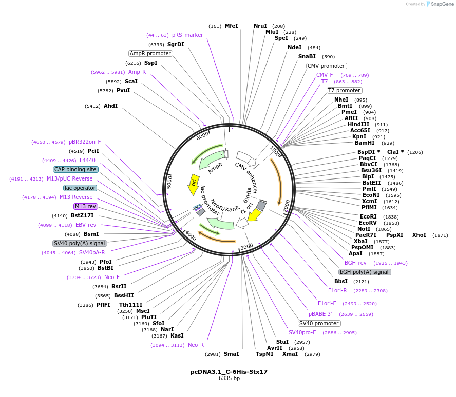 112259-plasmid-map-sequence-id-217085