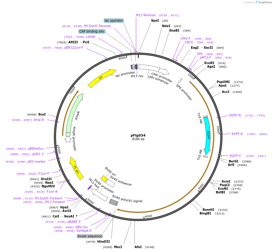 101015-plasmid-map-sequence-id-217090