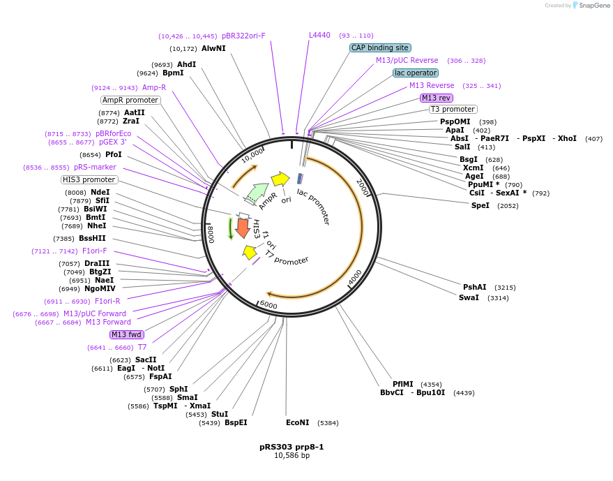 111306-plasmid-map-sequence-id-217097