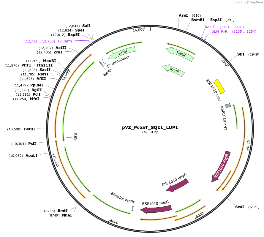 103857-plasmid-map-sequence-id-217123