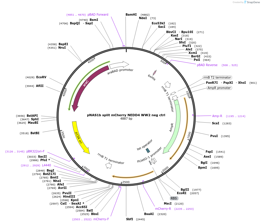 112030-plasmid-map-sequence-id-217140