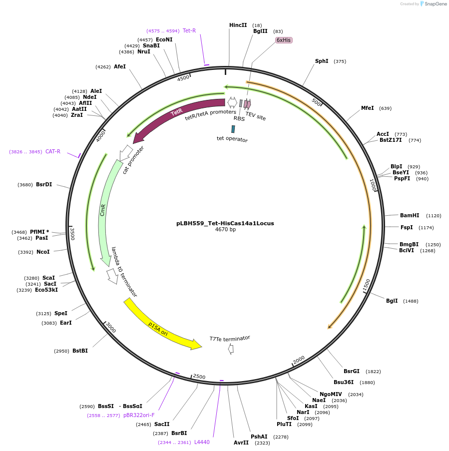 112502-plasmid-map-sequence-id-217143
