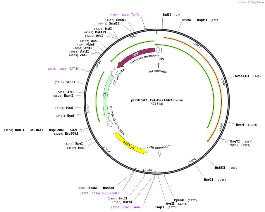 112504-plasmid-map-sequence-id-217146