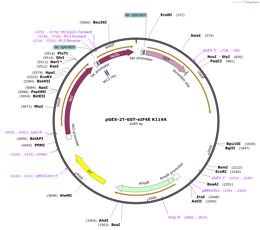 112818-plasmid-map-sequence-id-217169
