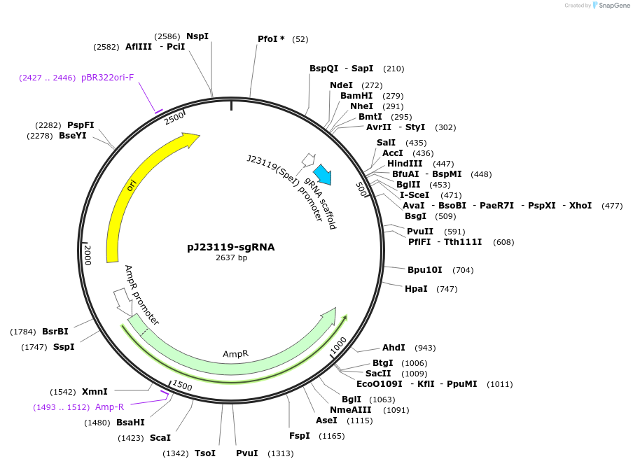 113654-plasmid-map-sequence-id-217170