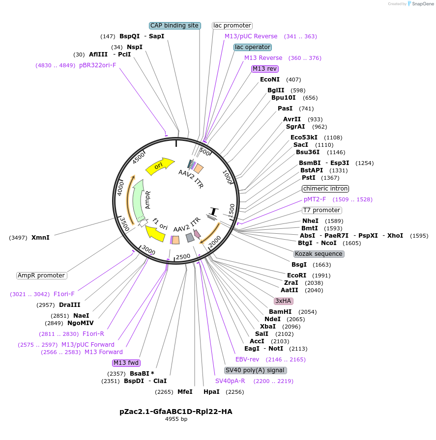 111811-plasmid-map-sequence-id-217178