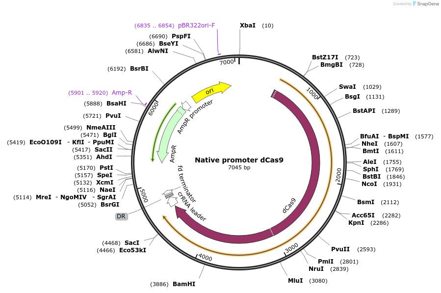 113656-plasmid-map-sequence-id-217181