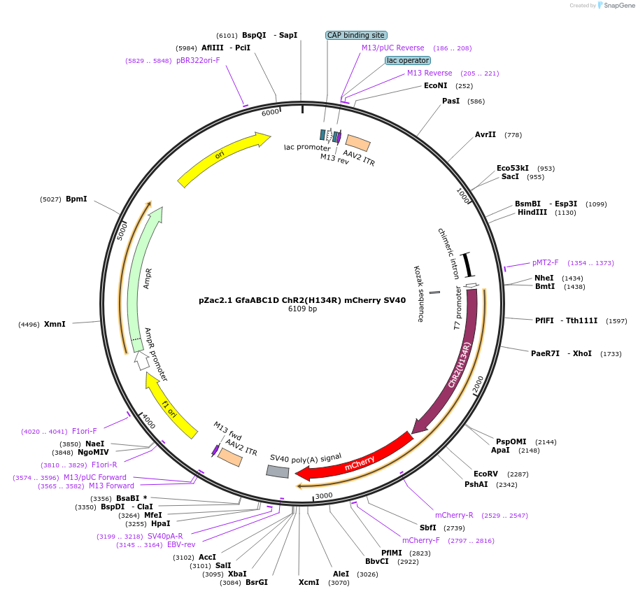 112496-plasmid-map-sequence-id-217187