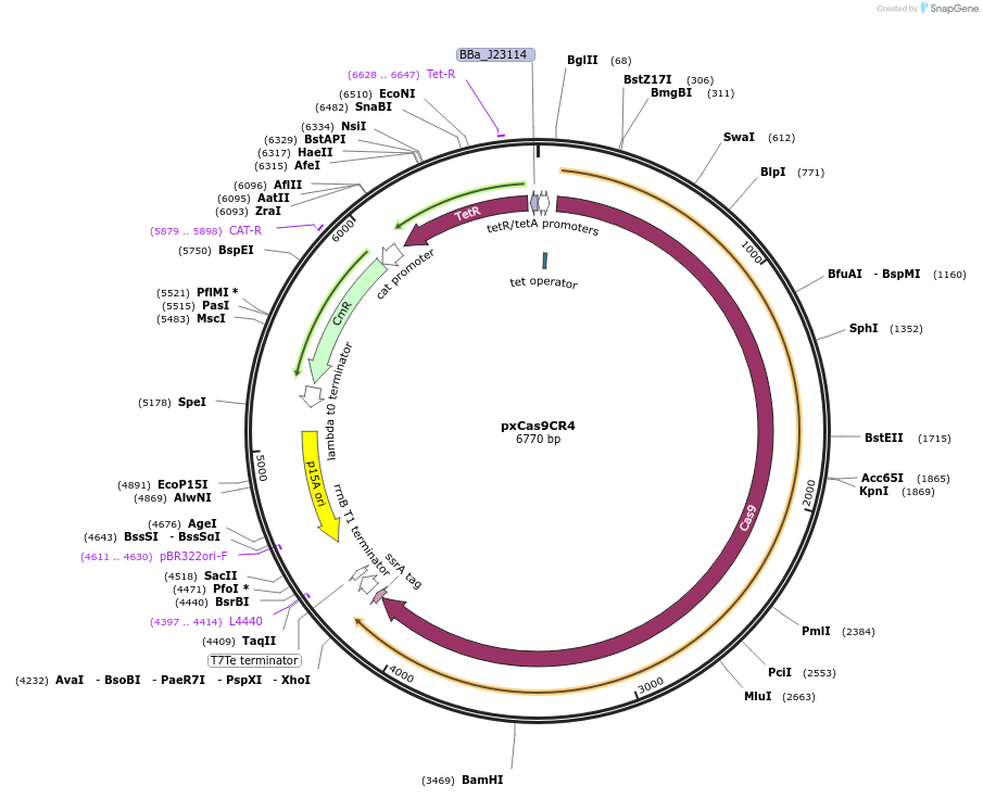 111656-plasmid-map-sequence-id-217189