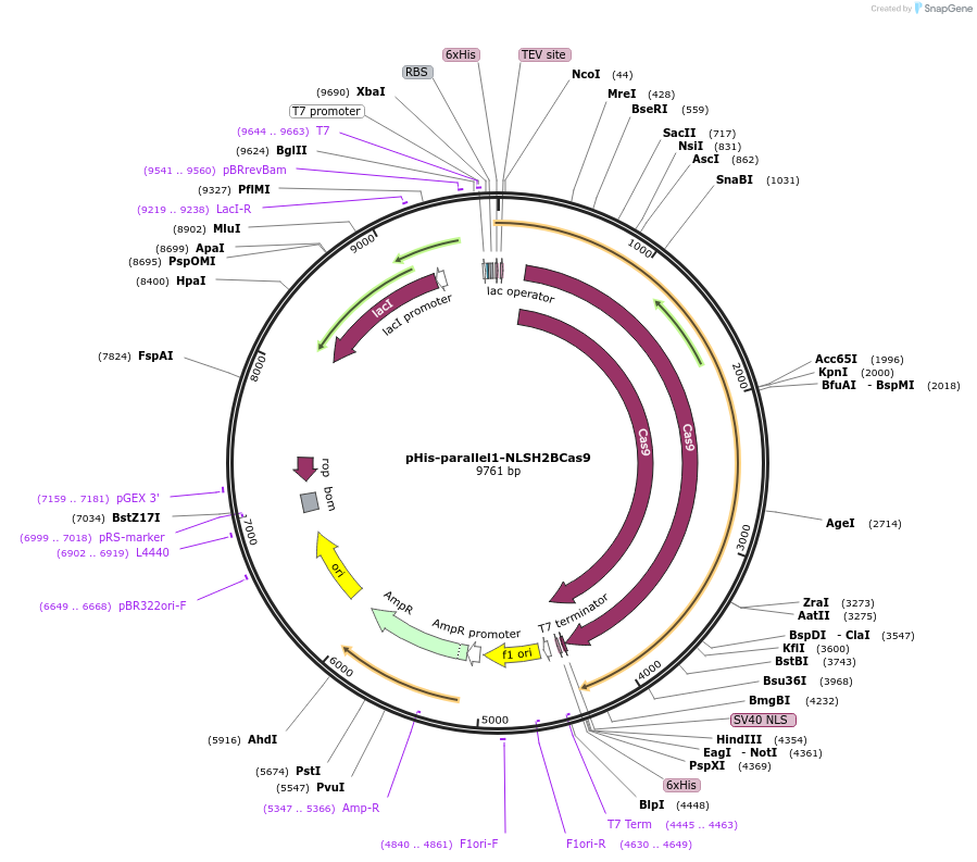 112065-plasmid-map-sequence-id-217190