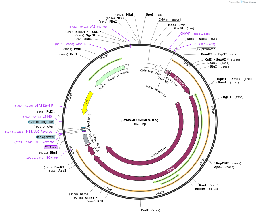 112671-plasmid-map-sequence-id-217194