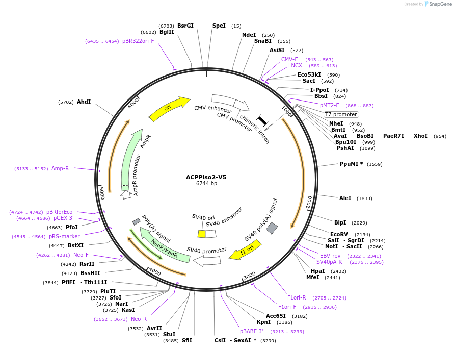 113053-plasmid-map-sequence-id-217204