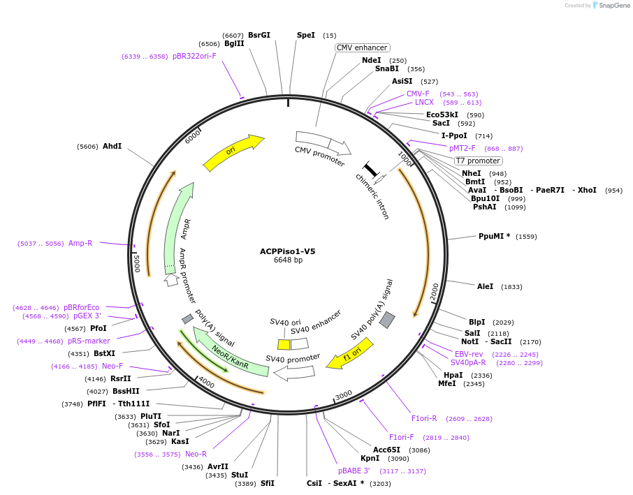 113052-plasmid-map-sequence-id-217206