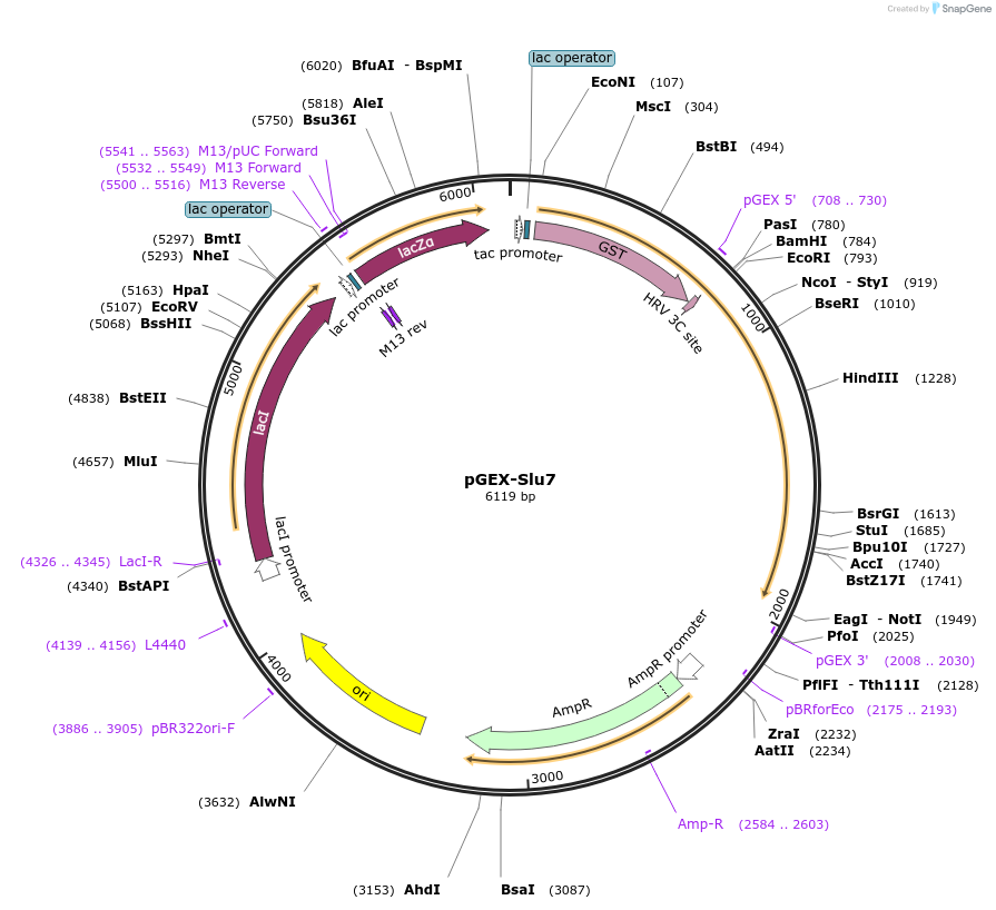 111352-plasmid-map-sequence-id-217210