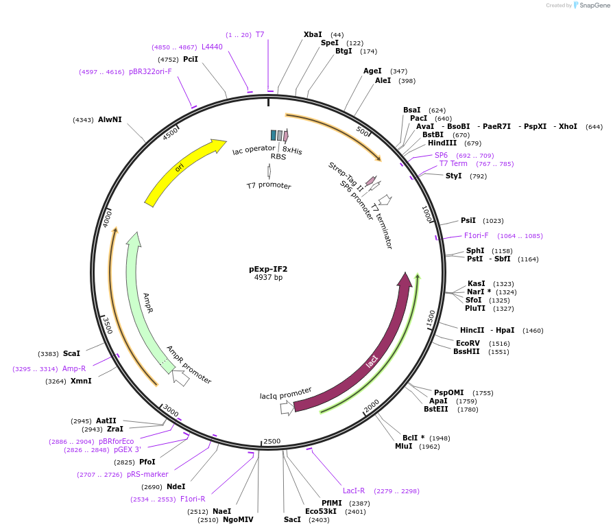 112567-plasmid-map-sequence-id-217215