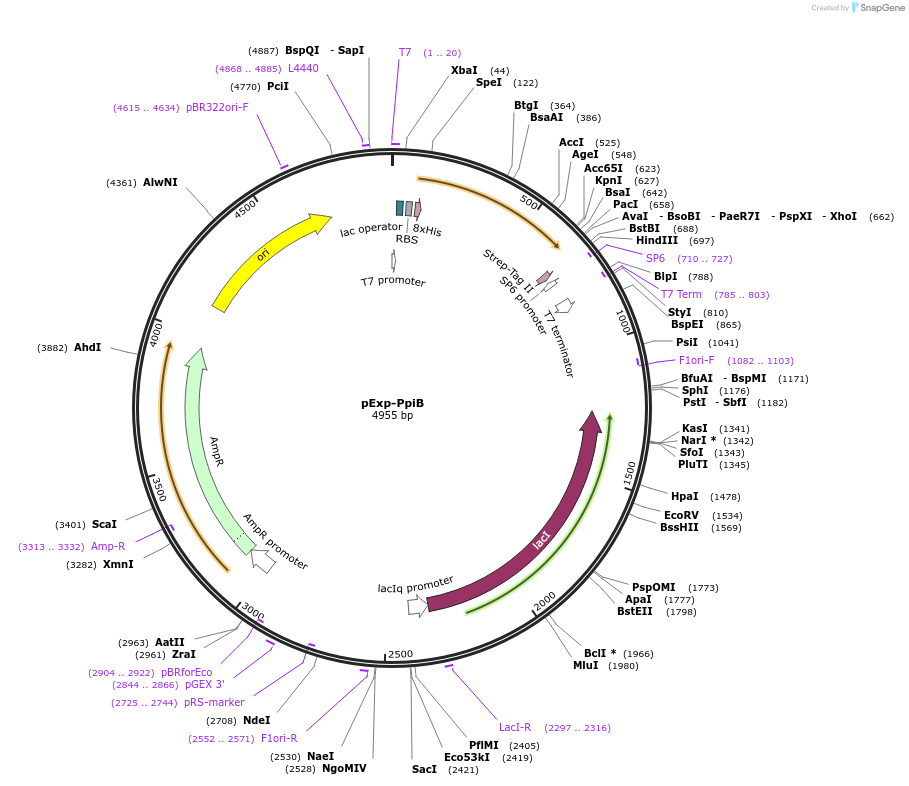 112572-plasmid-map-sequence-id-217222