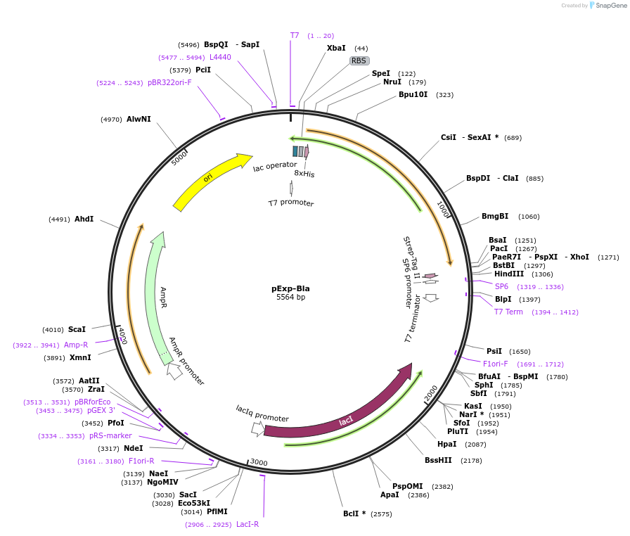 112561-plasmid-map-sequence-id-217226