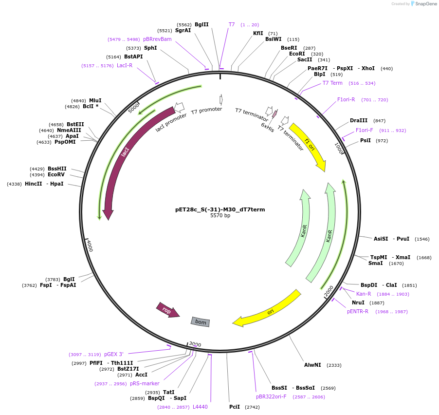 112253-plasmid-map-sequence-id-217237