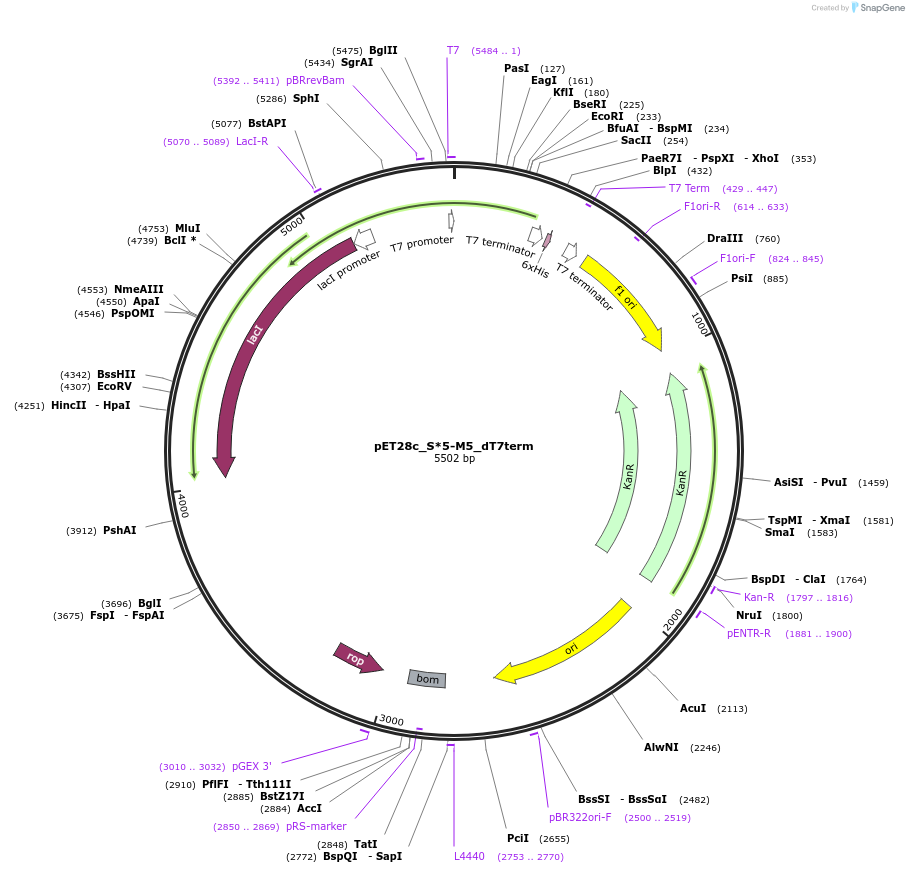 112254-plasmid-map-sequence-id-217238