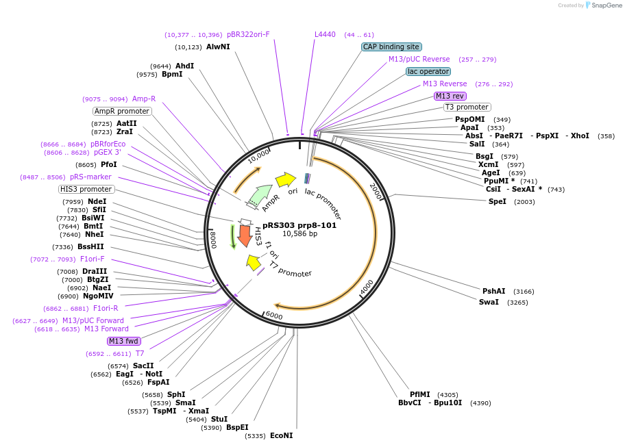 111307-plasmid-map-sequence-id-217242