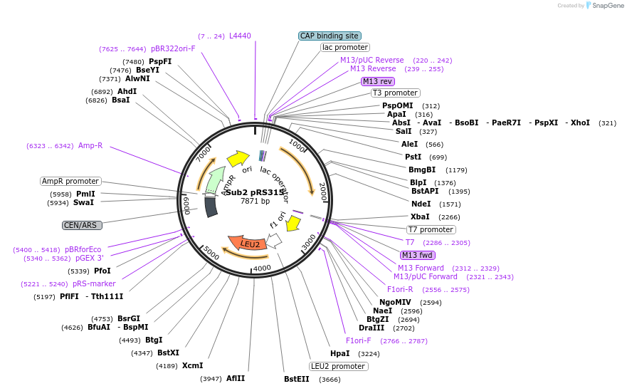 111300-plasmid-map-sequence-id-217249