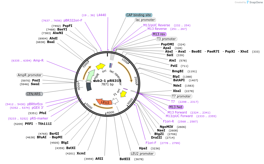 111301-plasmid-map-sequence-id-217250