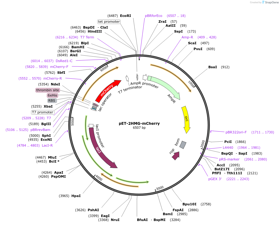 112739-plasmid-map-sequence-id-217252