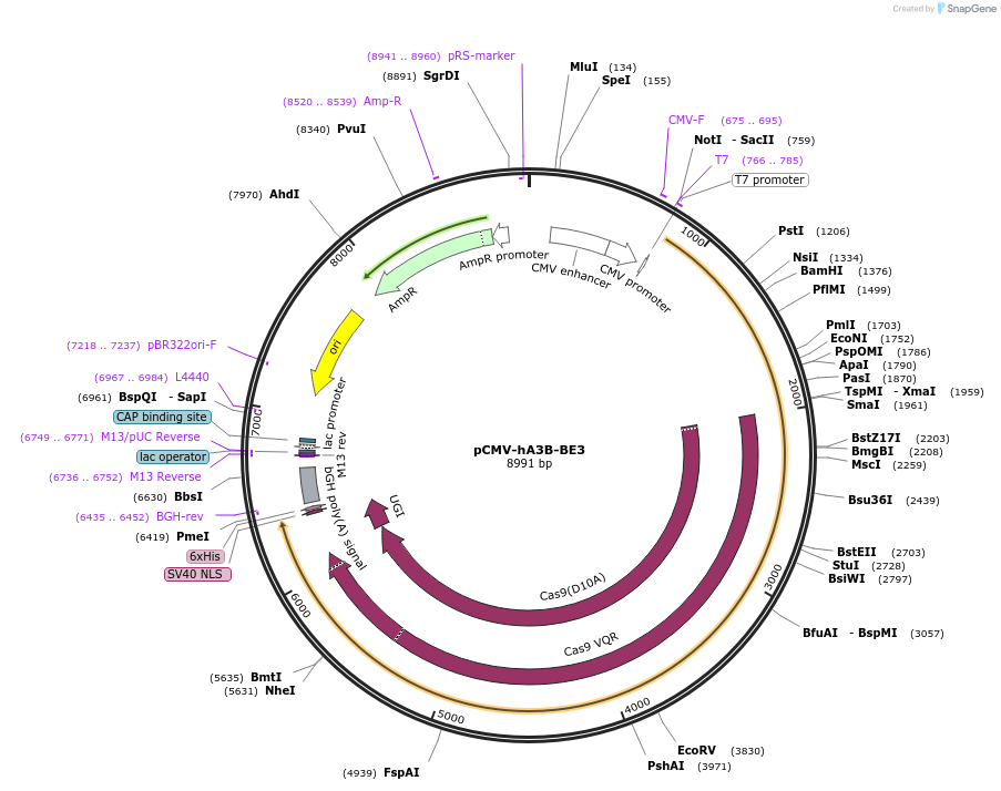 113411-plasmid-map-sequence-id-217267