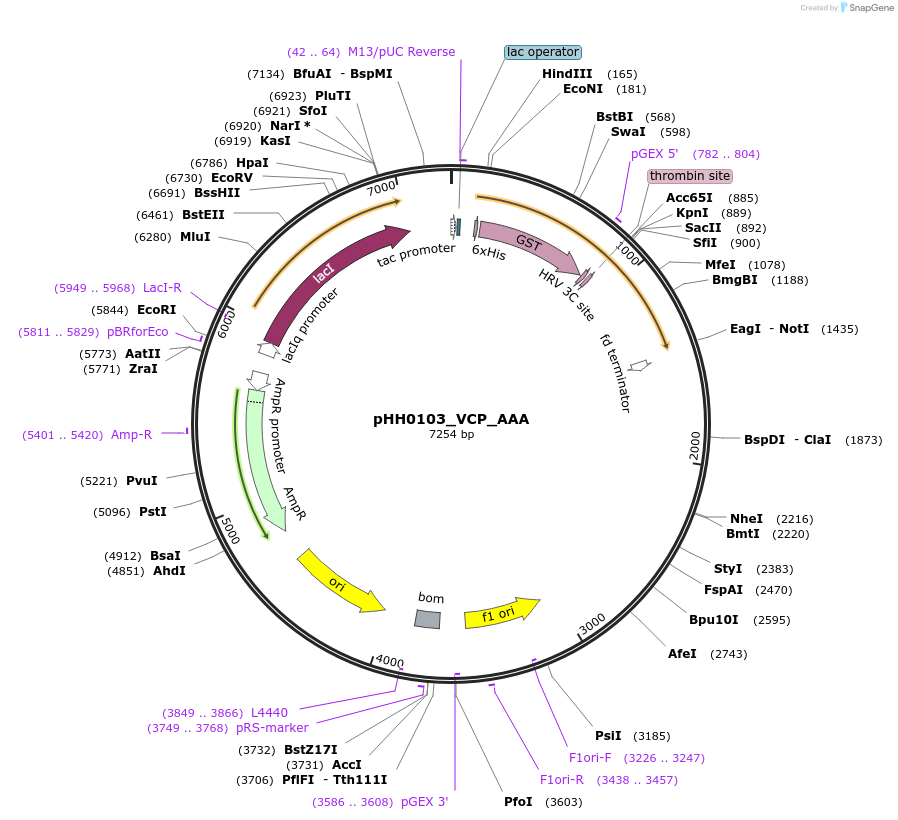 109964-plasmid-map-sequence-id-217281