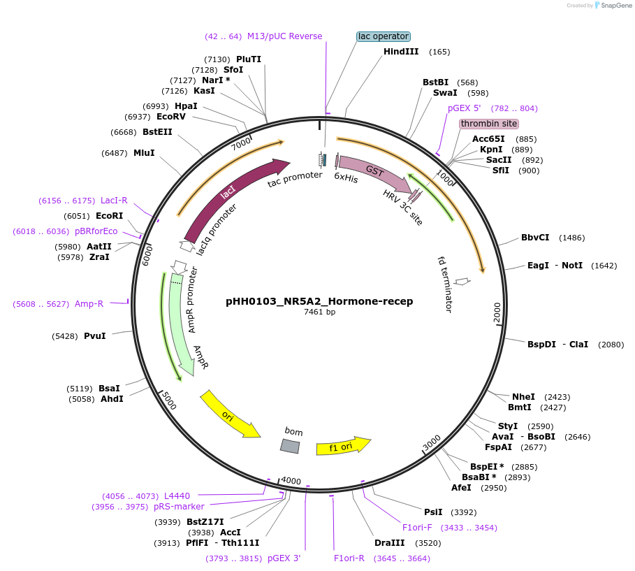 109818-plasmid-map-sequence-id-217283