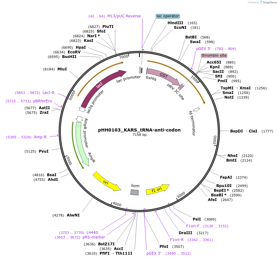 109865-plasmid-map-sequence-id-217284