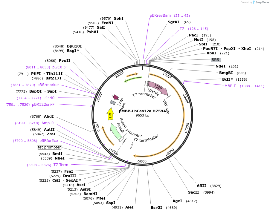113518-plasmid-map-sequence-id-217285