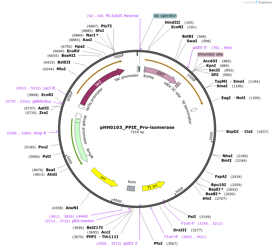 109871-plasmid-map-sequence-id-217288