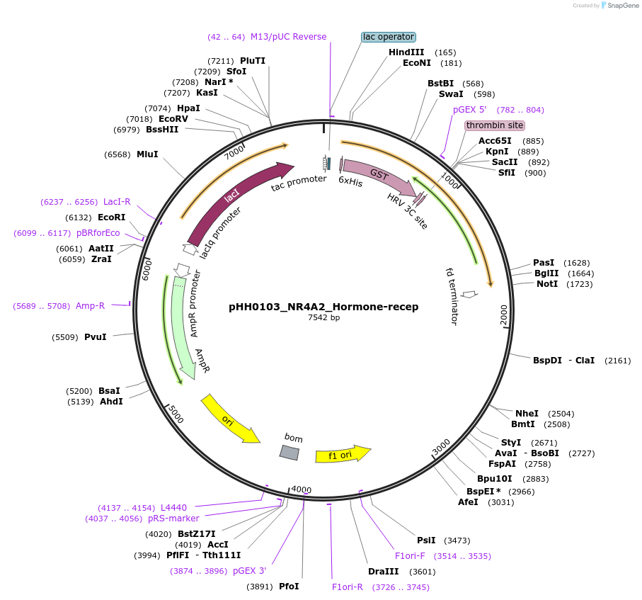 109953-plasmid-map-sequence-id-217293