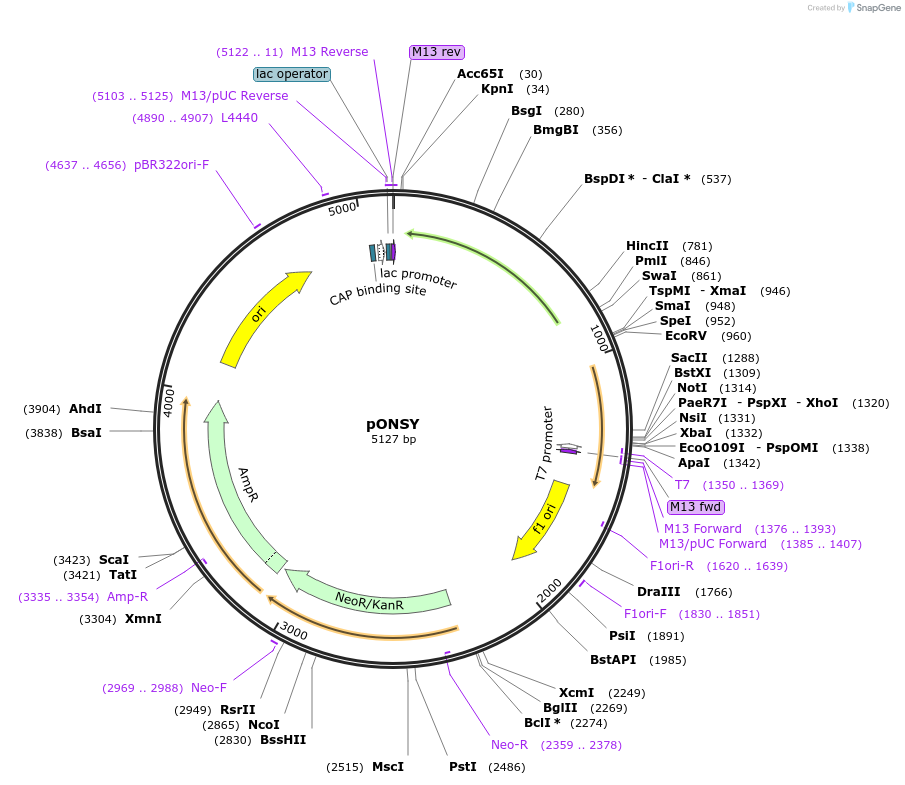 111873-plasmid-map-sequence-id-217304