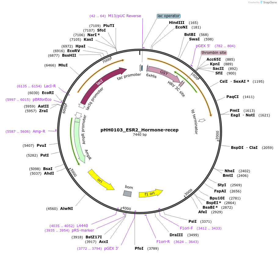 109907-plasmid-map-sequence-id-217308