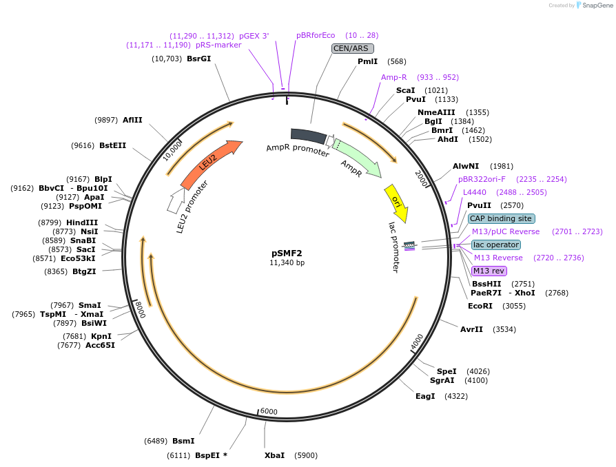 112819-plasmid-map-sequence-id-217312