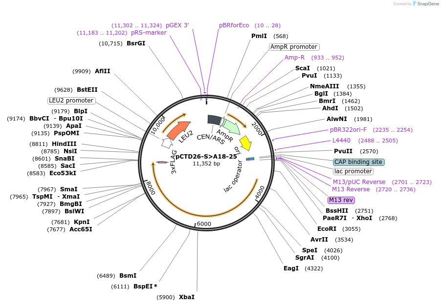 112827-plasmid-map-sequence-id-217321