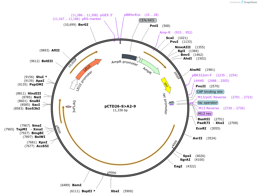 112825-plasmid-map-sequence-id-217325