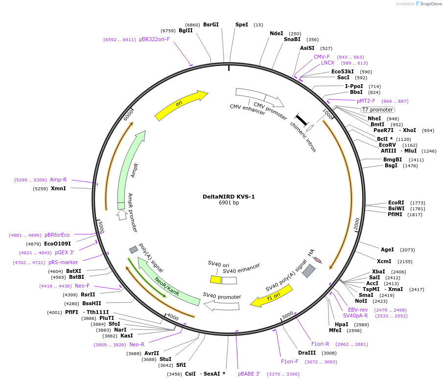 113069-plasmid-map-sequence-id-217326