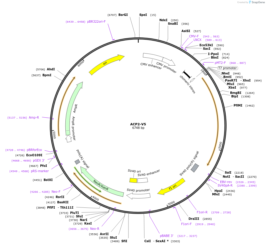 113051-plasmid-map-sequence-id-217328