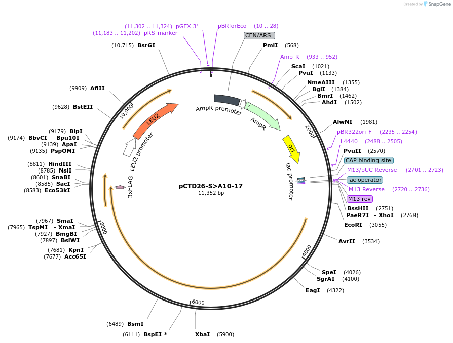 112826-plasmid-map-sequence-id-217330