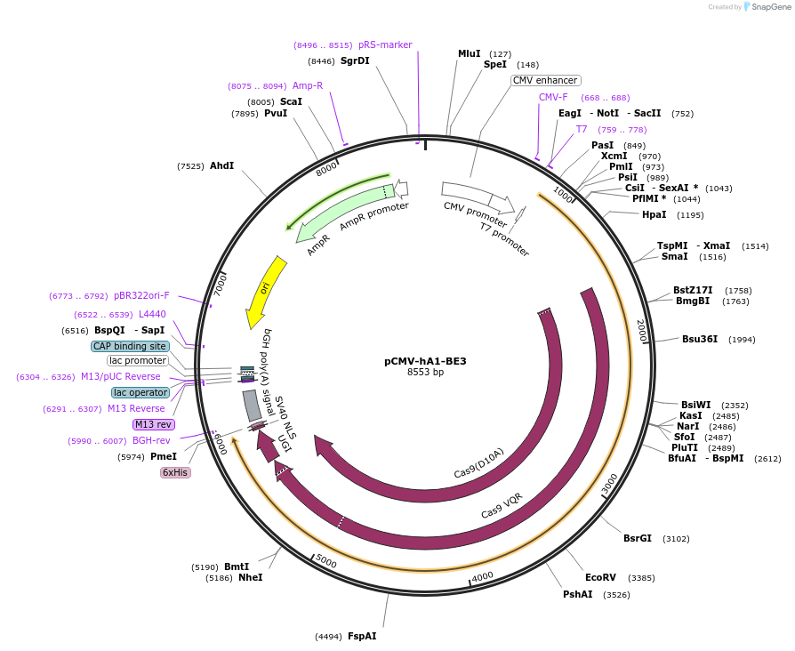 113418-plasmid-map-sequence-id-217359
