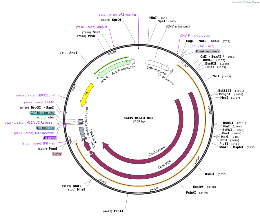 113420-plasmid-map-sequence-id-217363